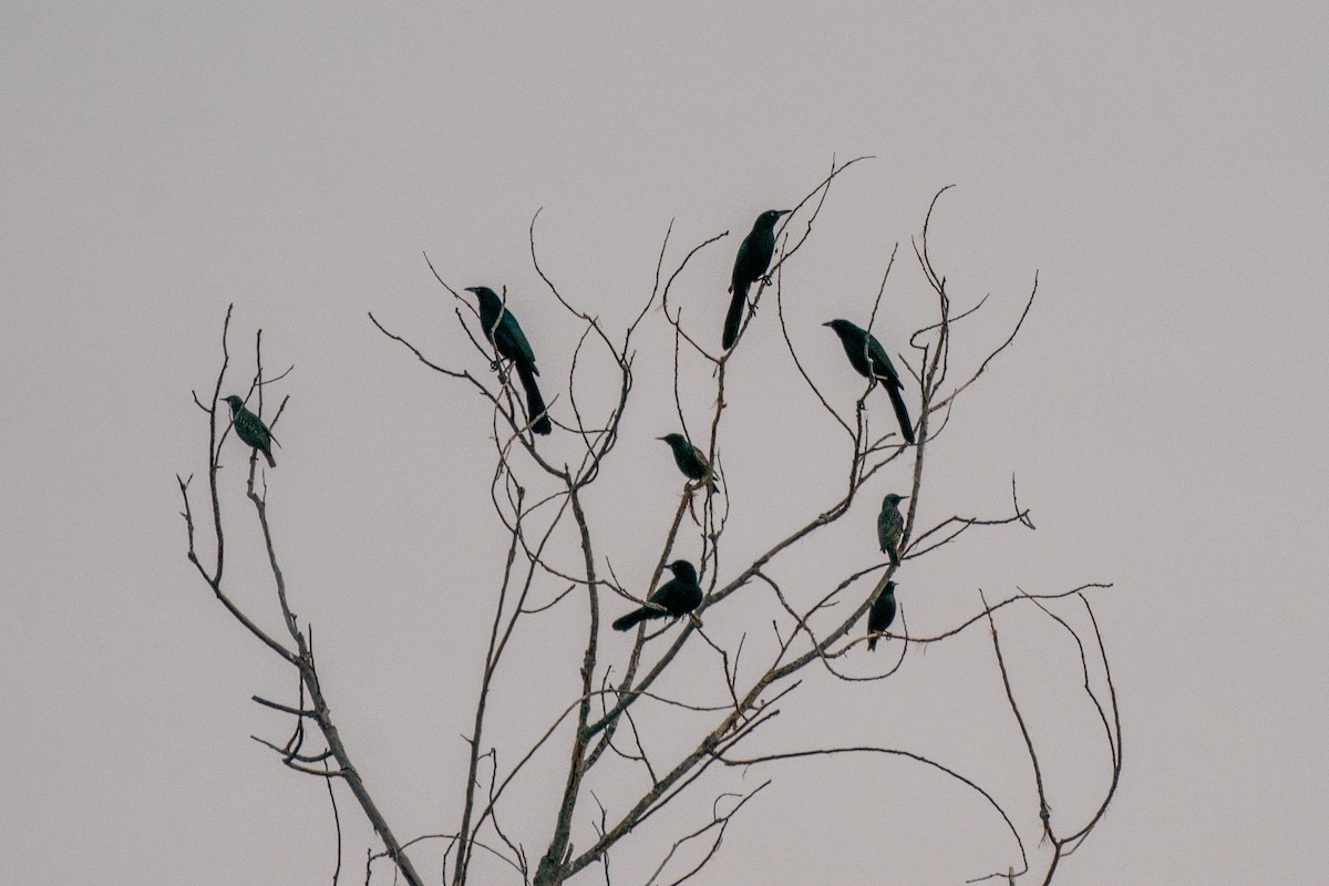 Great-tailed Grackle - ML296969301