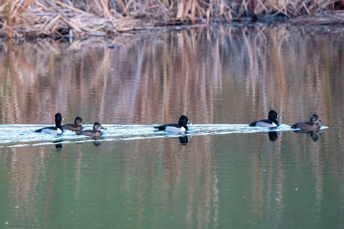 Ring-necked Duck - ML296969311
