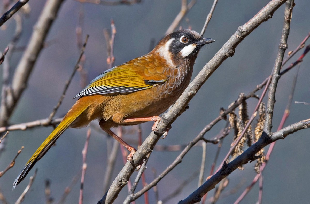 Black-faced Laughingthrush - ML296969401