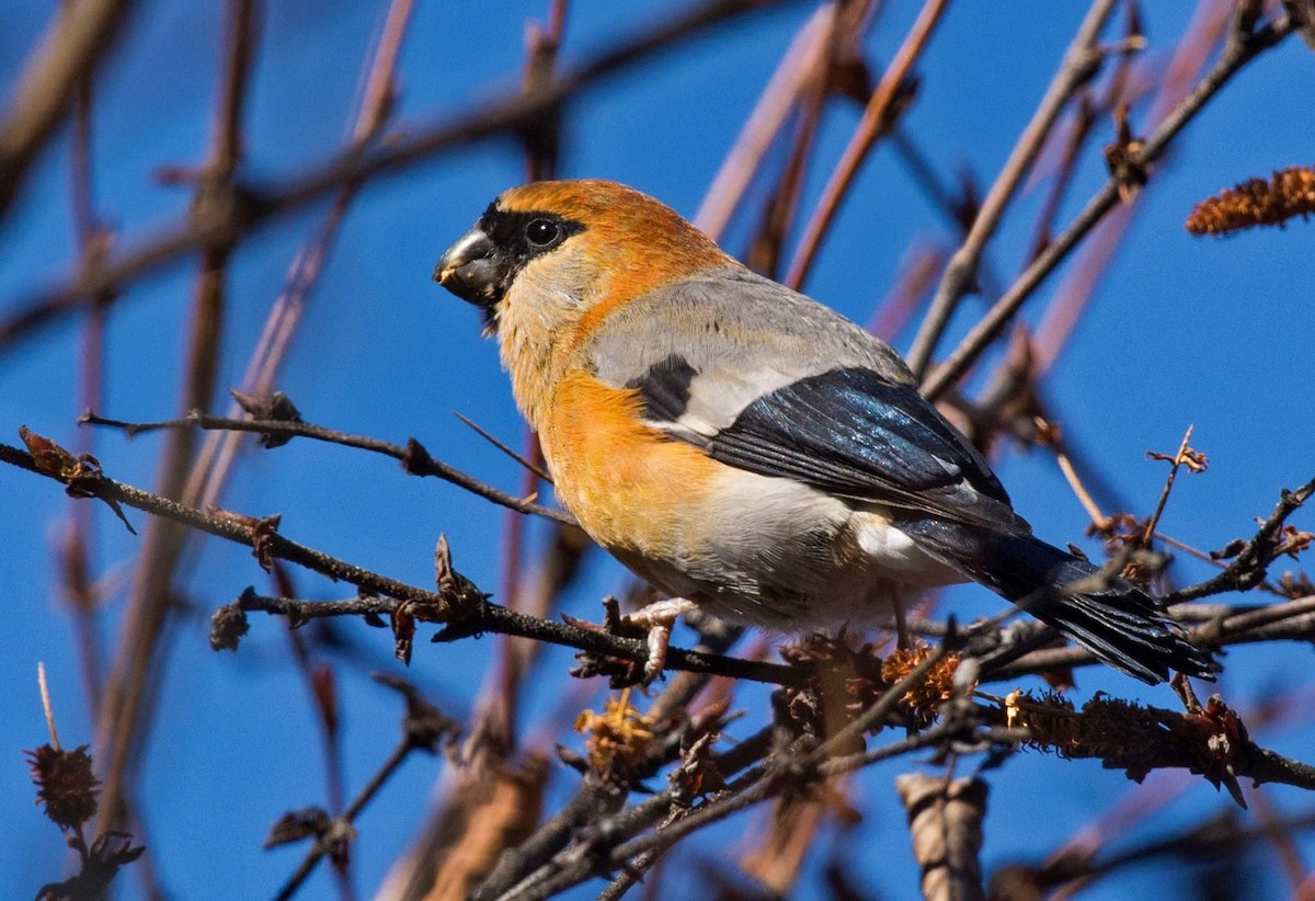 Red-headed Bullfinch - ML296970021