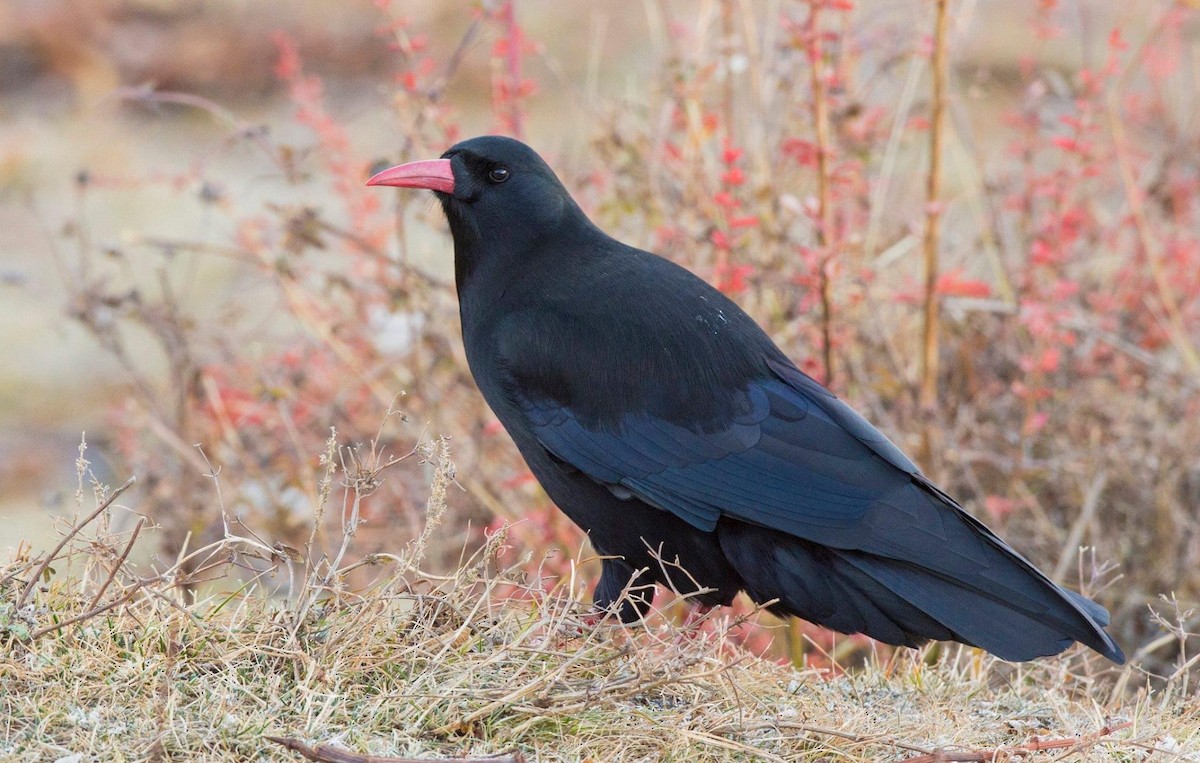 Red-billed Chough - ML296970191