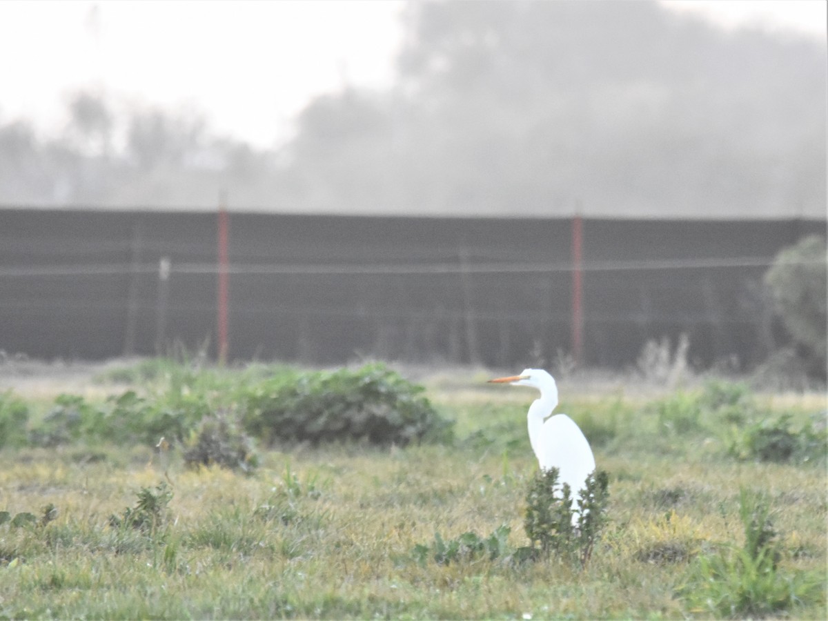 Great Egret - ML296972551