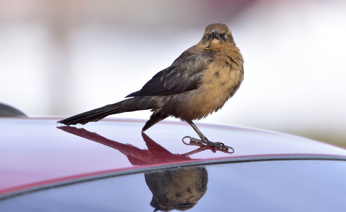 Great-tailed Grackle - Don Weber