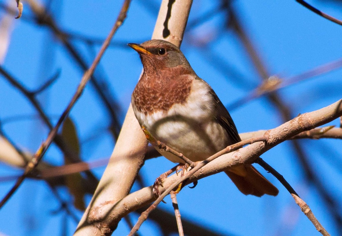 Red-throated Thrush - ML296973271