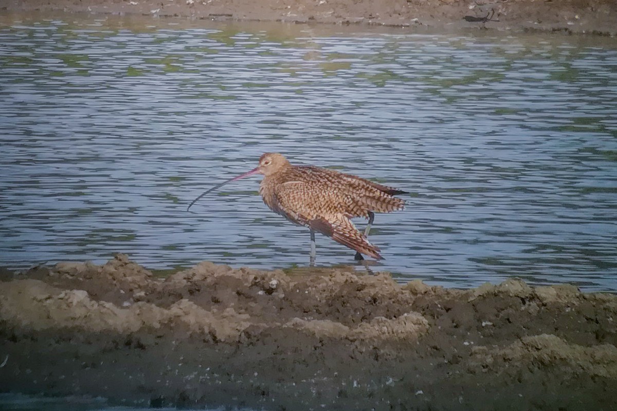 Long-billed Curlew - ML296973981