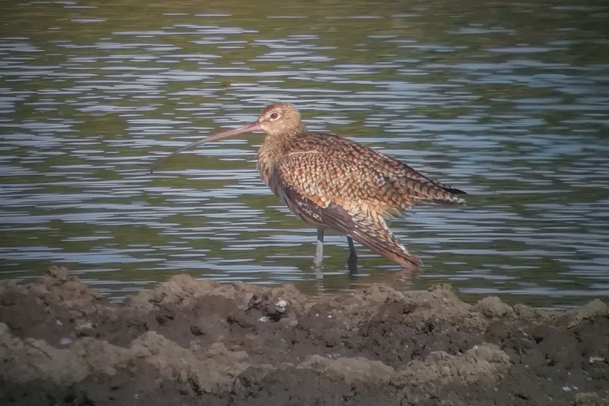 Long-billed Curlew - ML296974041