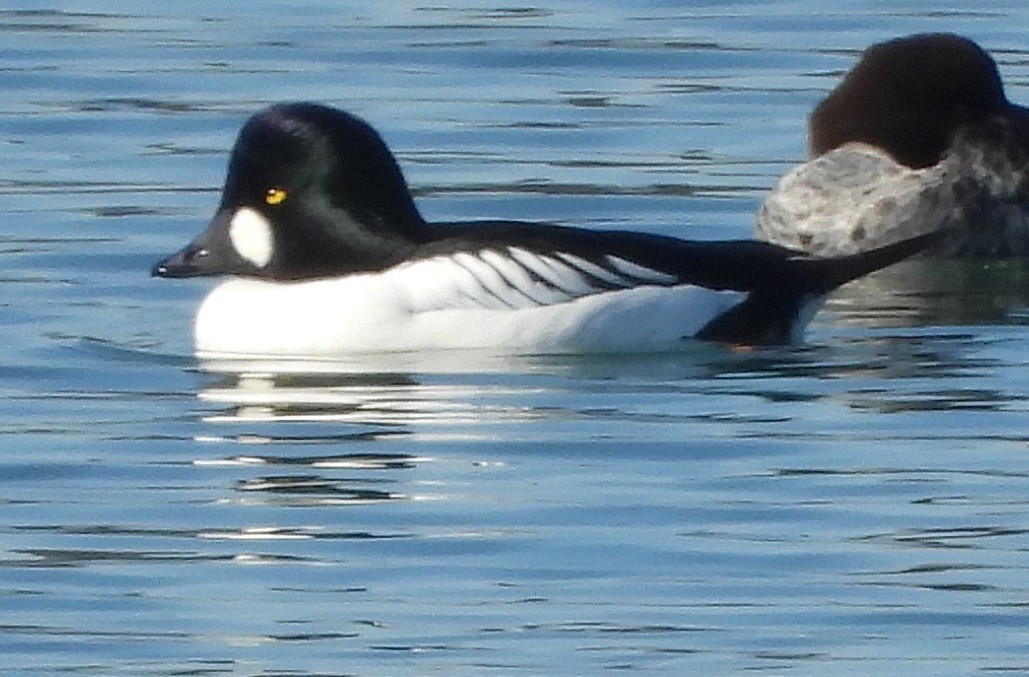 Common Goldeneye - ML296976141