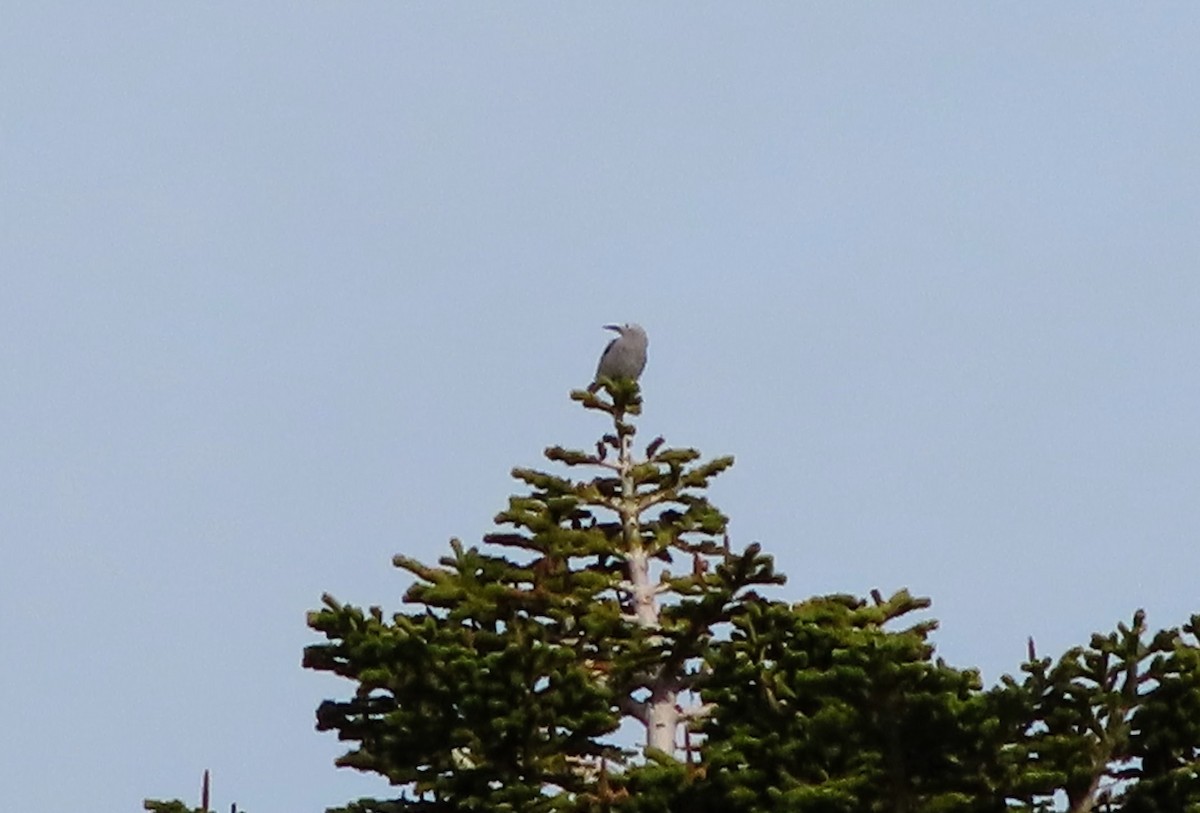 Clark's Nutcracker - Steven Hunter