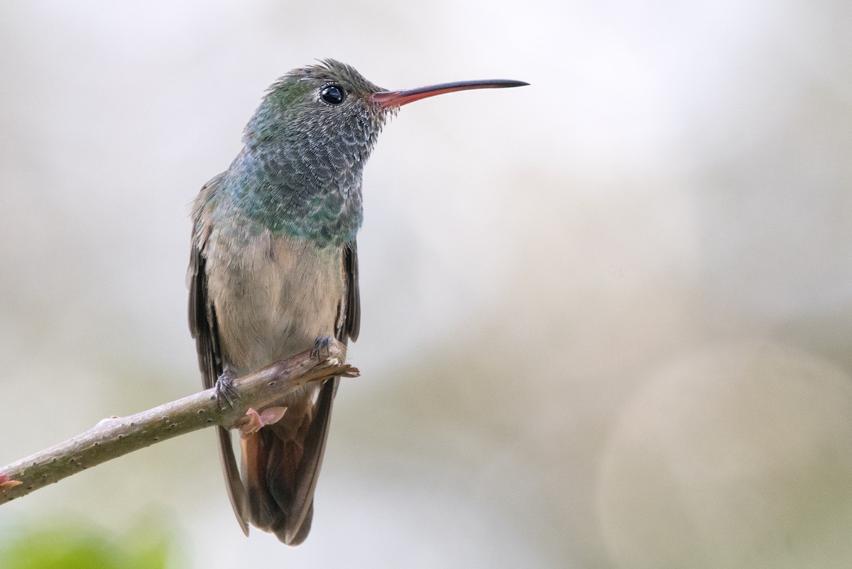 Buff-bellied Hummingbird - Adam Hull