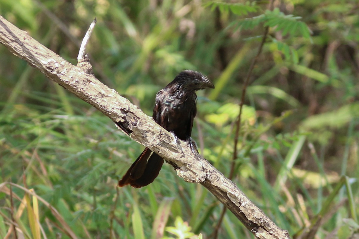 Groove-billed Ani - ML296977081