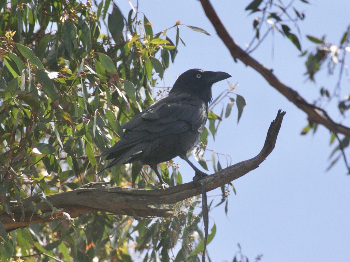 Corbeau de Tasmanie - ML296977671