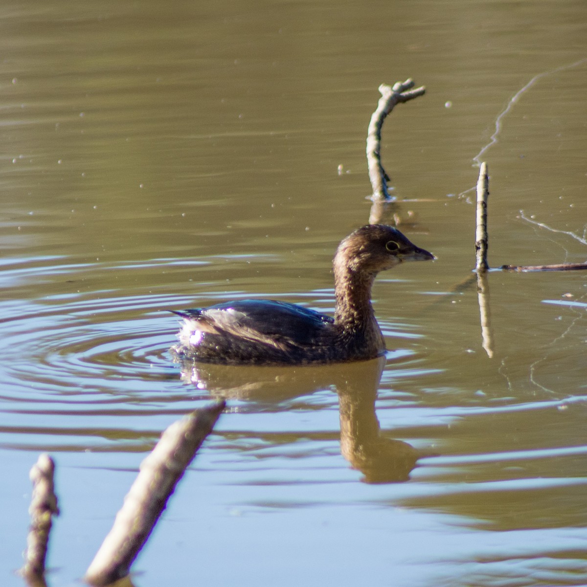Pied-billed Grebe - ML296978111
