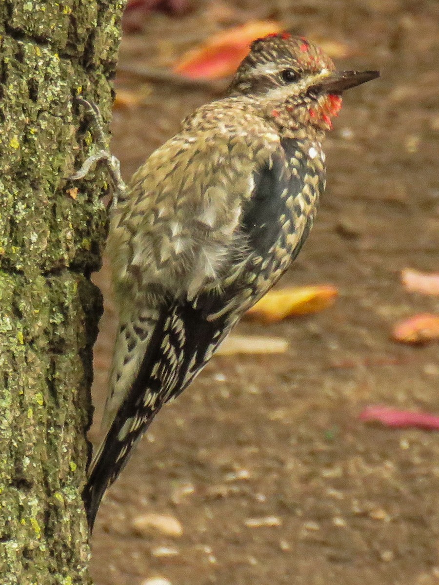 Yellow-bellied Sapsucker - ML296979621