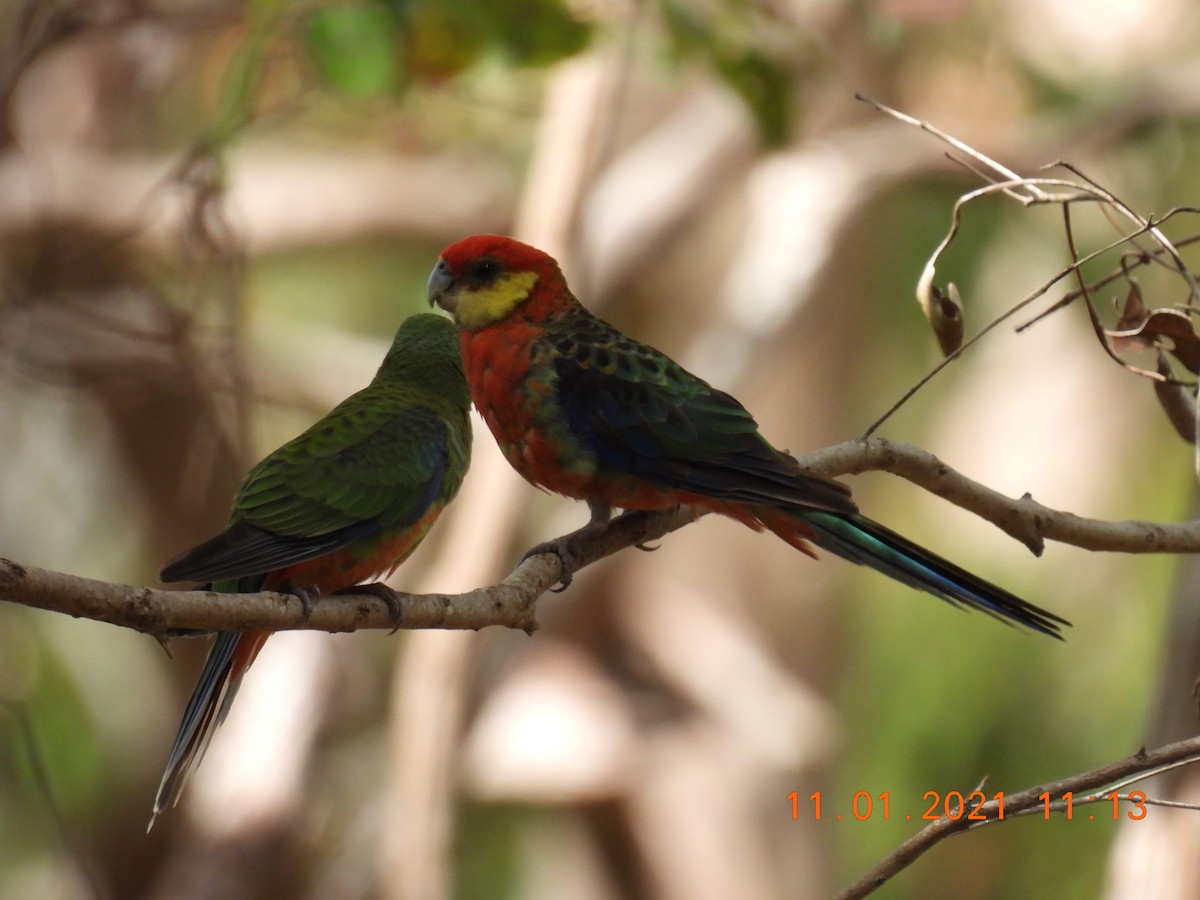 Western Rosella - ML296980201