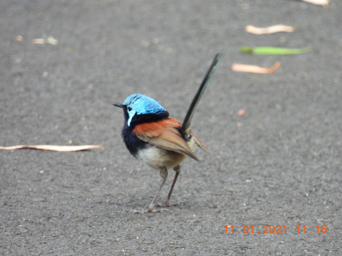 Red-winged Fairywren - ML296980221