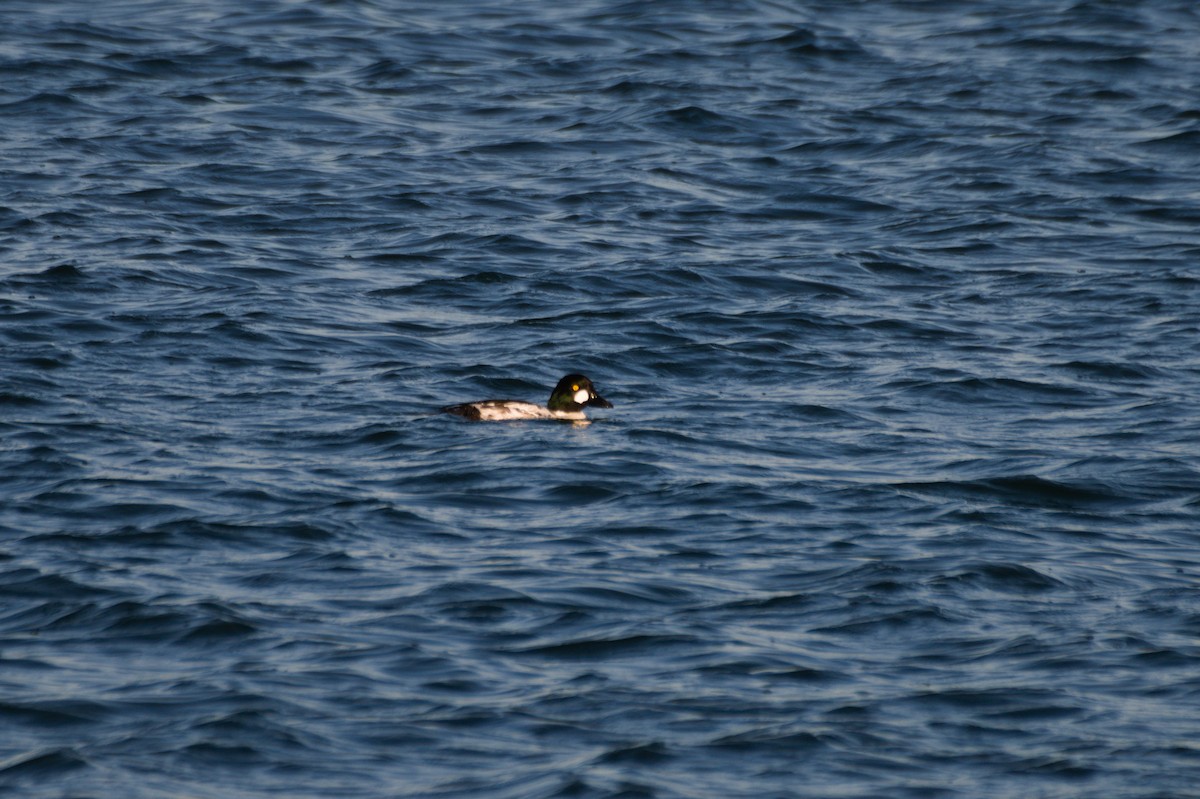 Common Goldeneye - ML296981061