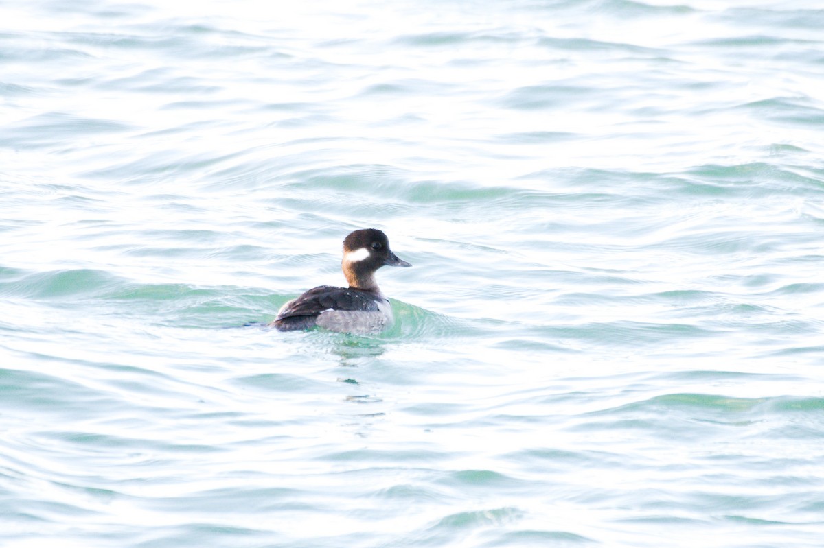 Bufflehead - ML296981091