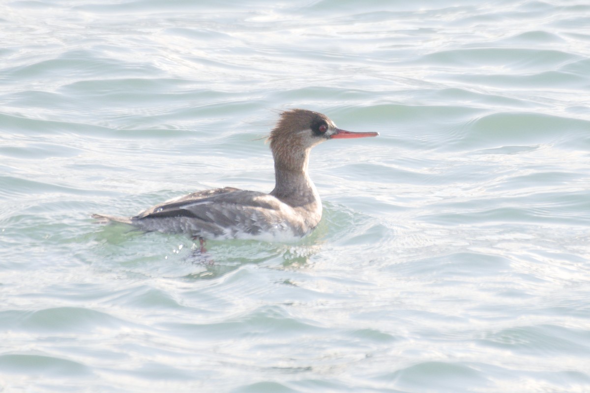 Red-breasted Merganser - ML296981111
