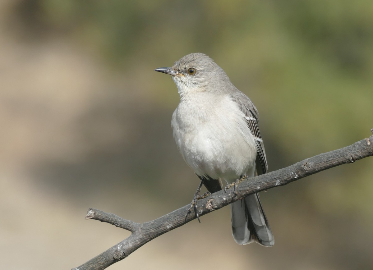 Northern Mockingbird - Kitty ONeil