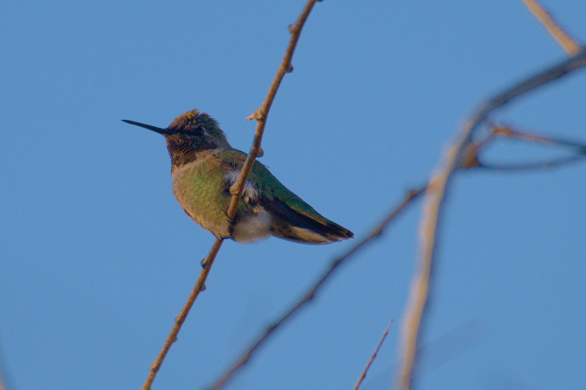 Anna's Hummingbird - ML296981231