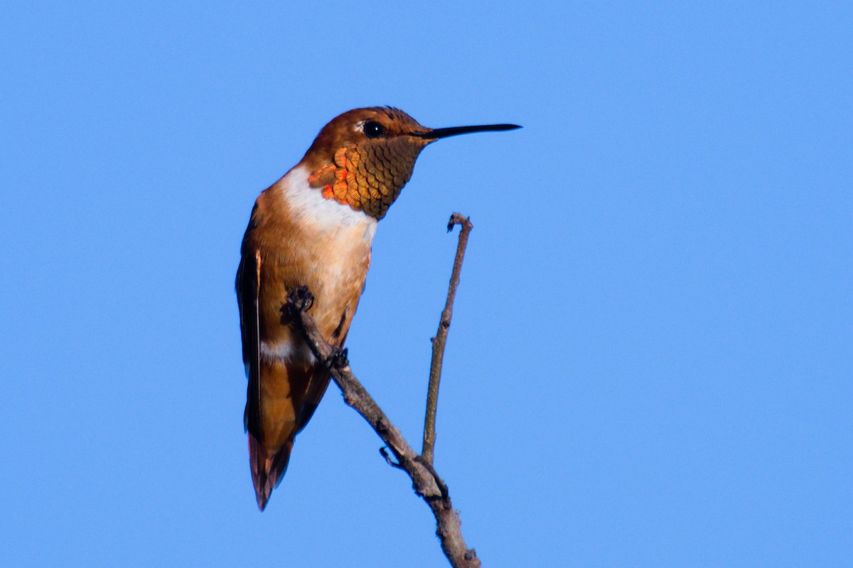 Rufous Hummingbird - Mark Locke