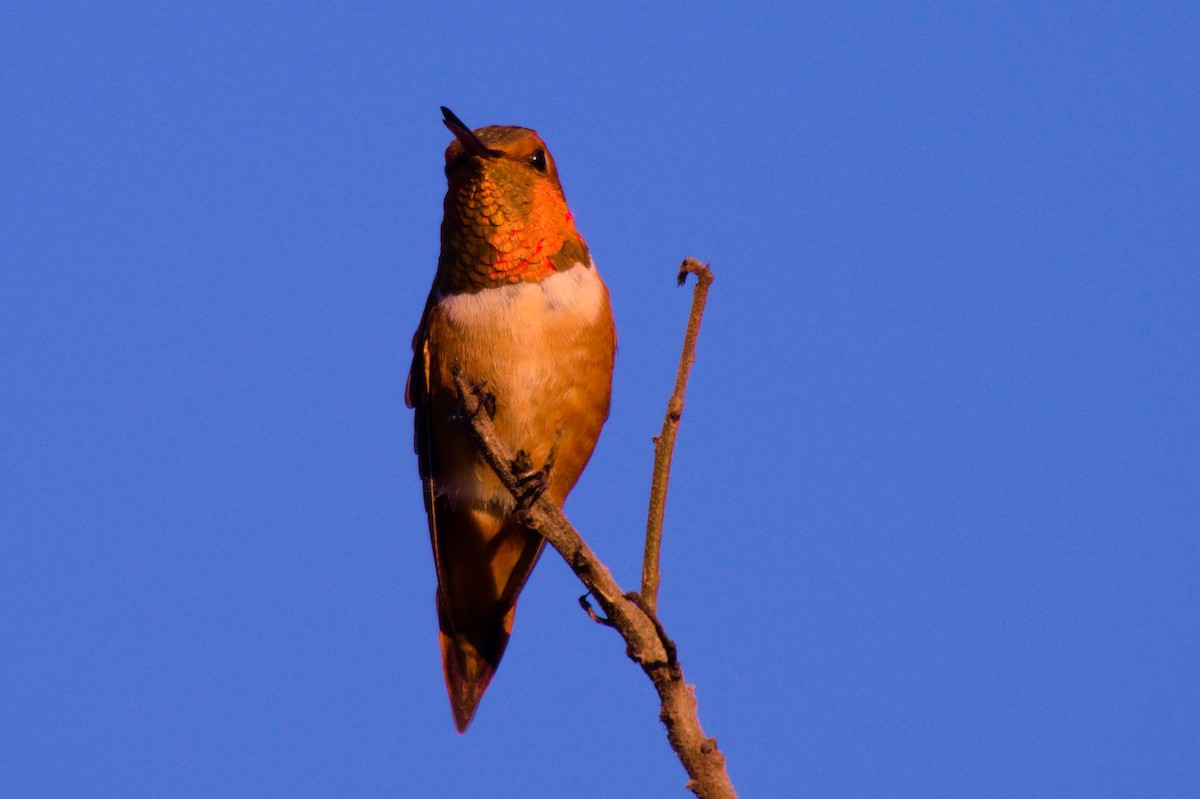 Rufous Hummingbird - Mark Locke