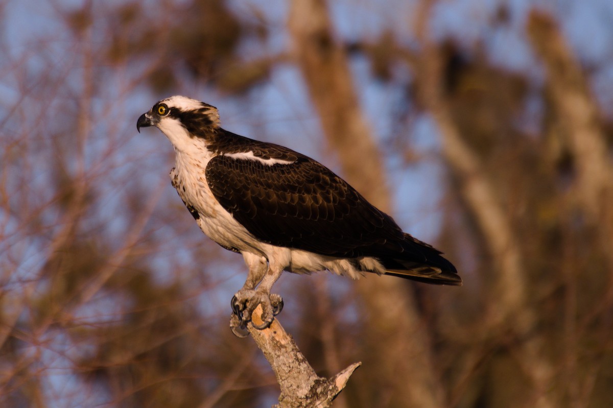 Osprey - ML296981391