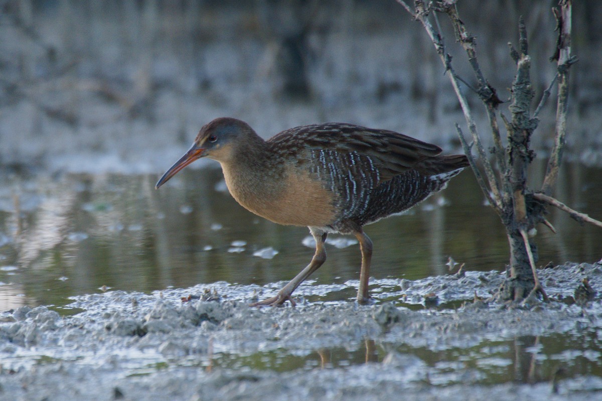 Clapper Rail - ML296981581