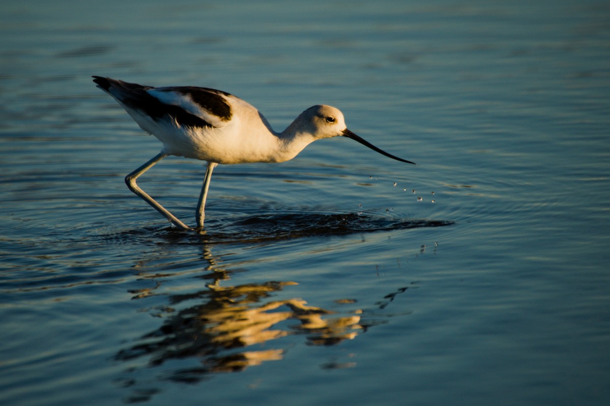 American Avocet - ML296981601