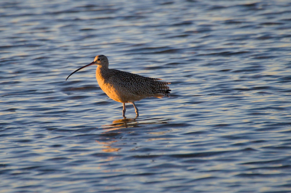 Long-billed Curlew - ML296981651