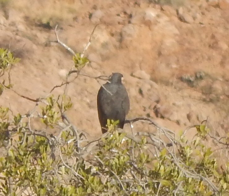 Common Black Hawk - ML296981861