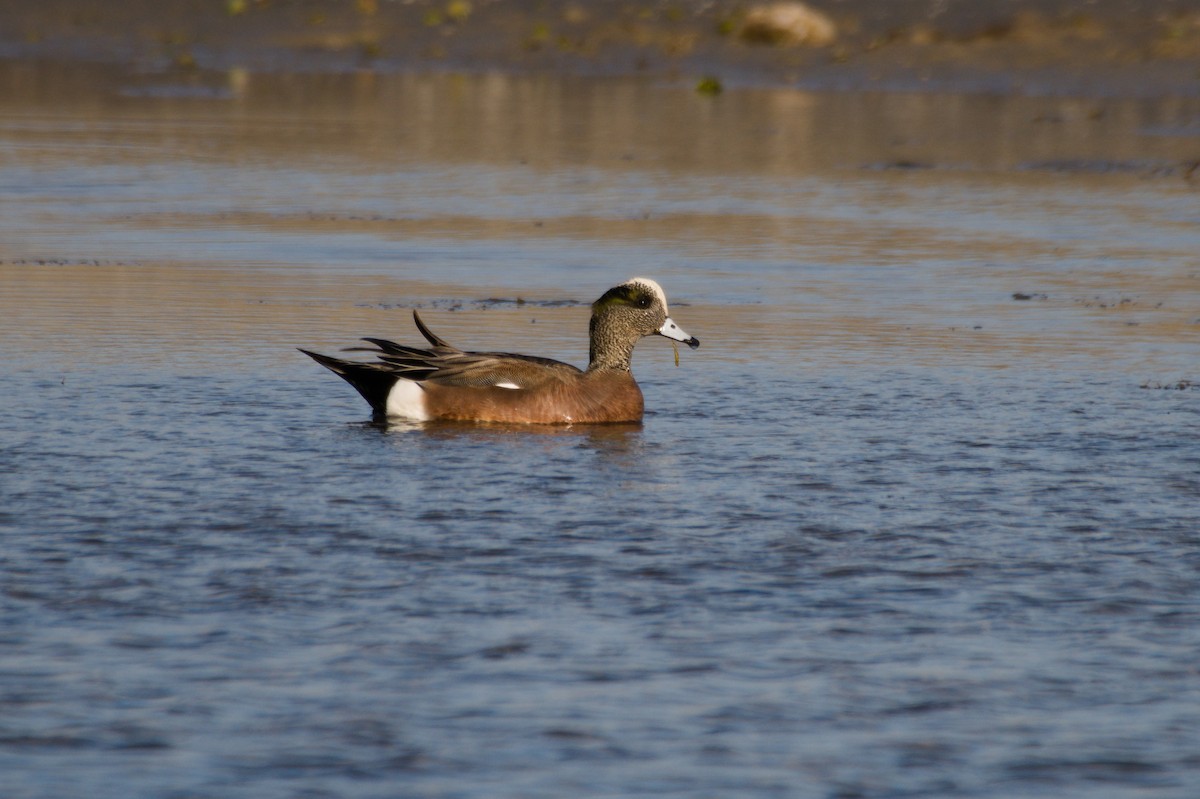American Wigeon - ML296982181