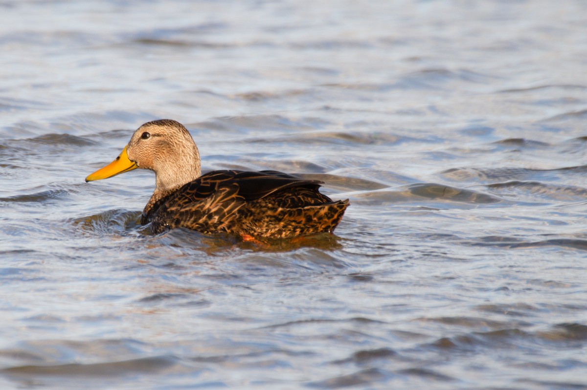 Mottled Duck - ML296982371
