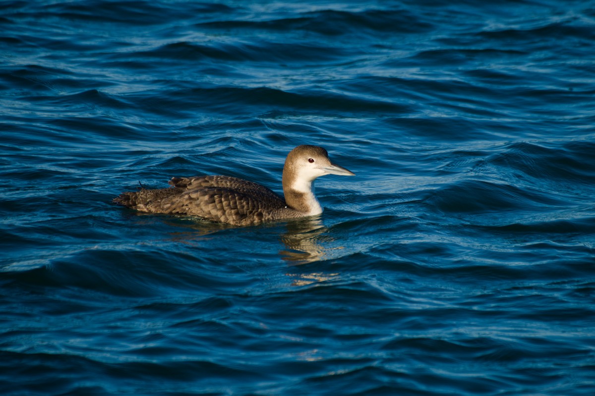Common Loon - ML296982411