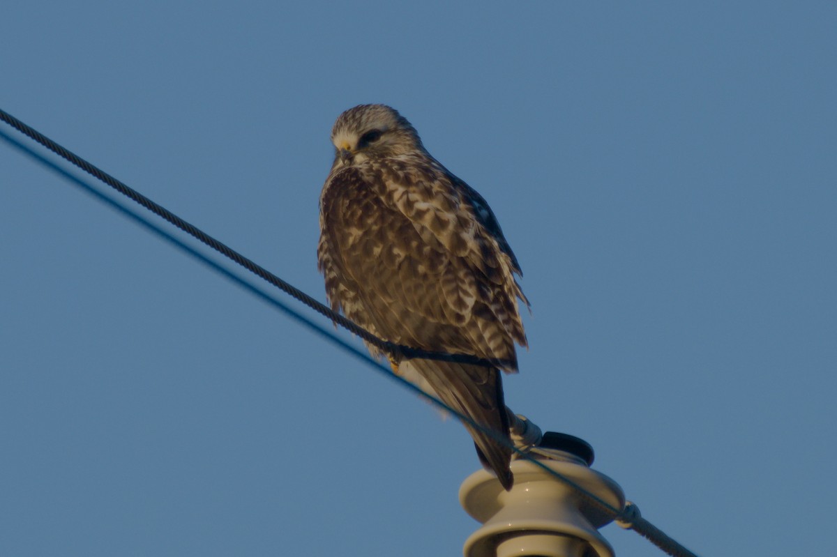 Rough-legged Hawk - ML296982671