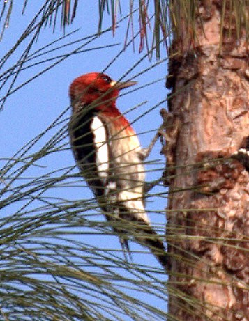 Red-breasted Sapsucker - ML296982811