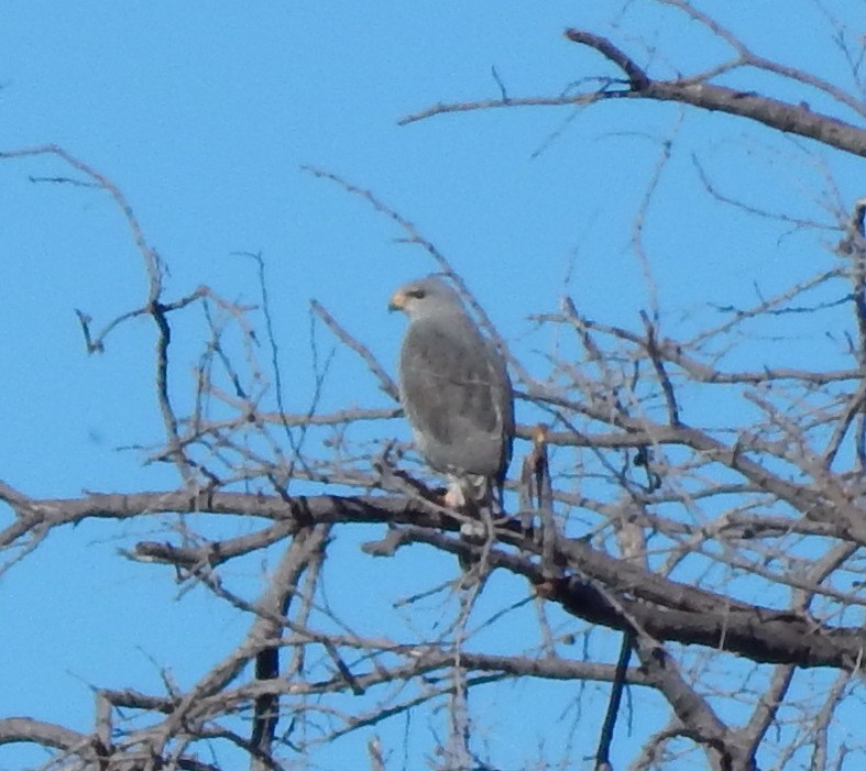 Gray Hawk - ML296983181