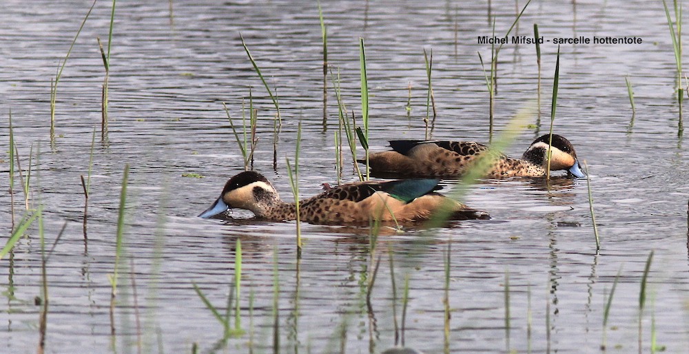 Blue-billed Teal - ML296983221