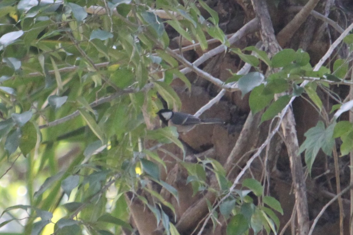 Cinereous Tit - ML296983811