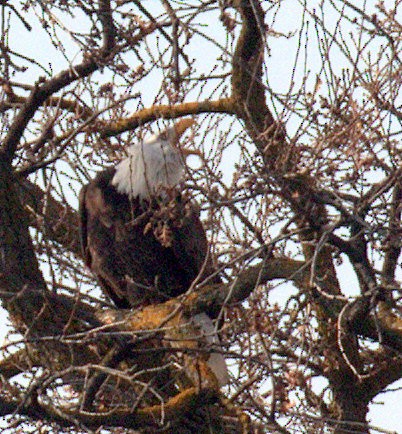 Weißkopf-Seeadler - ML296983851