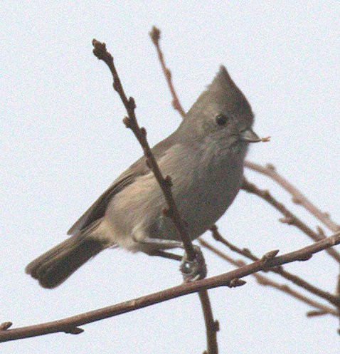 Oak Titmouse - ML296984071