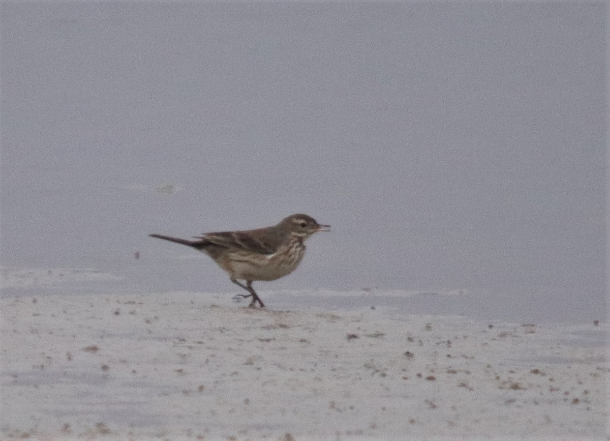 American Pipit - John Pike