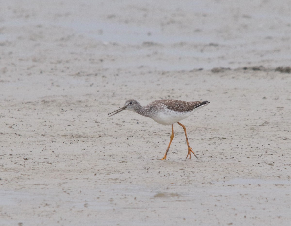 Greater Yellowlegs - ML296984401