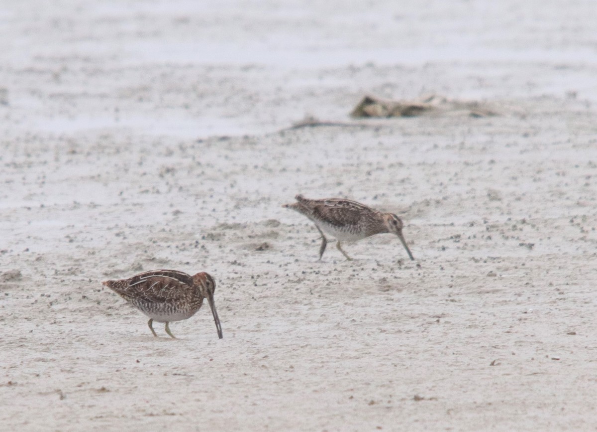 Wilson's Snipe - John Pike