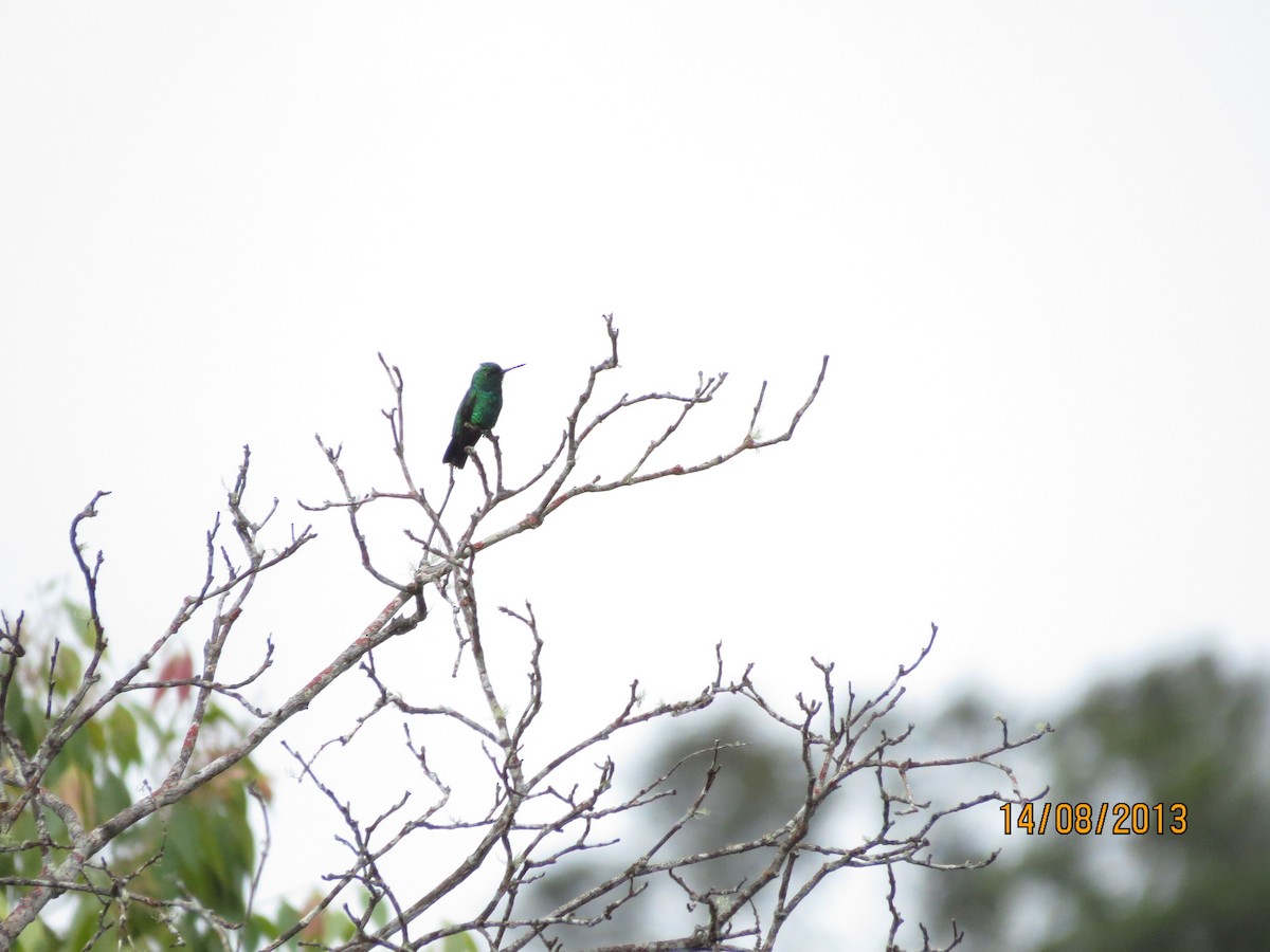 Blue-tailed Emerald - ML29698571