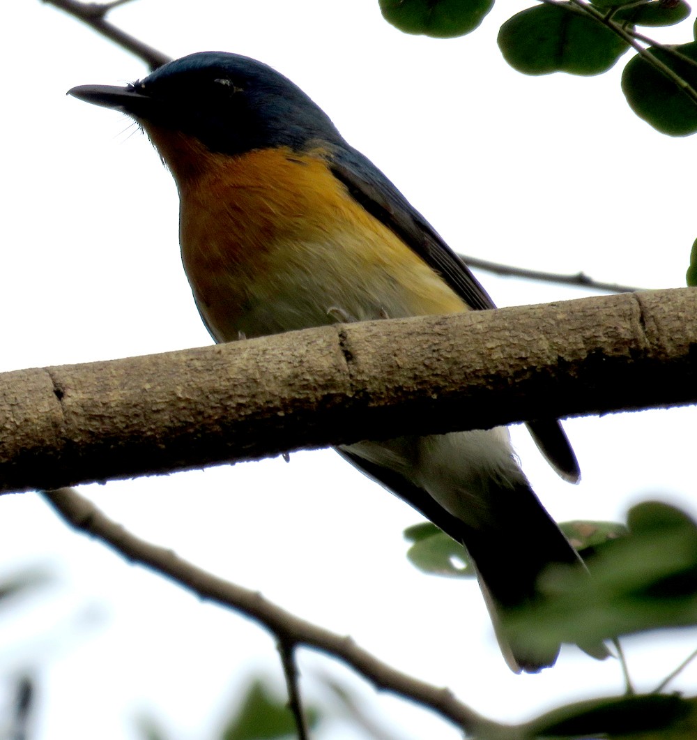 Tickell's Blue Flycatcher - ML296986881