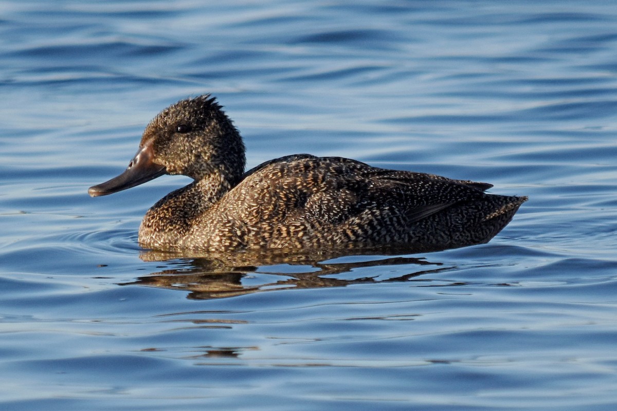 Freckled Duck - ML29698781