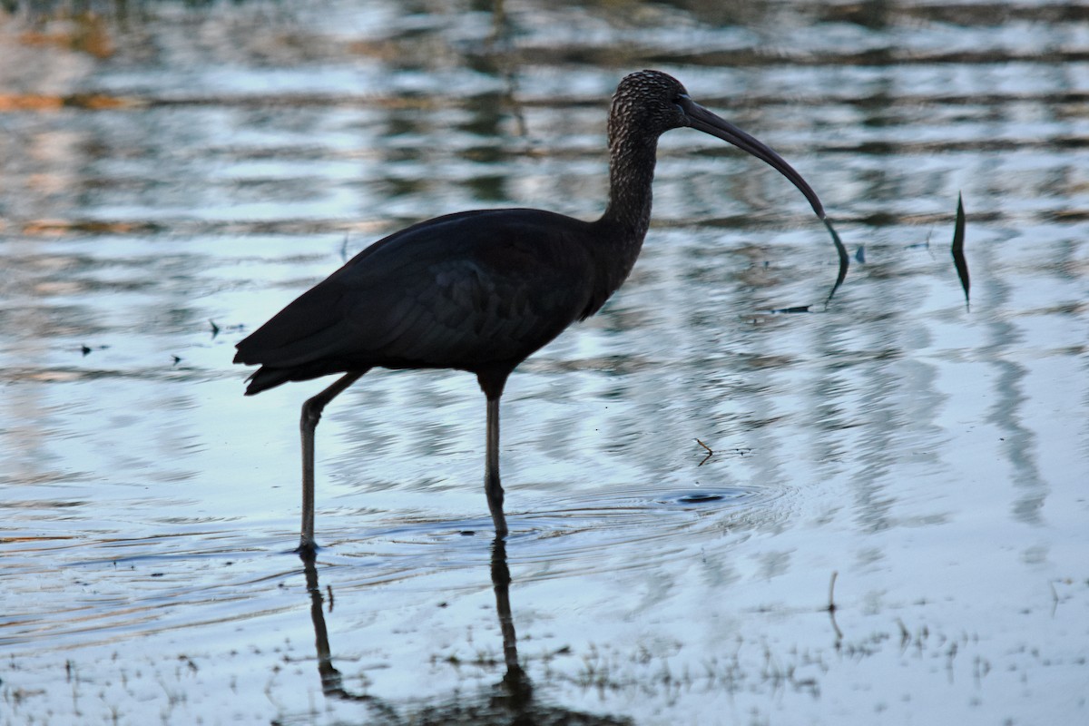 Glossy Ibis - ML29698821