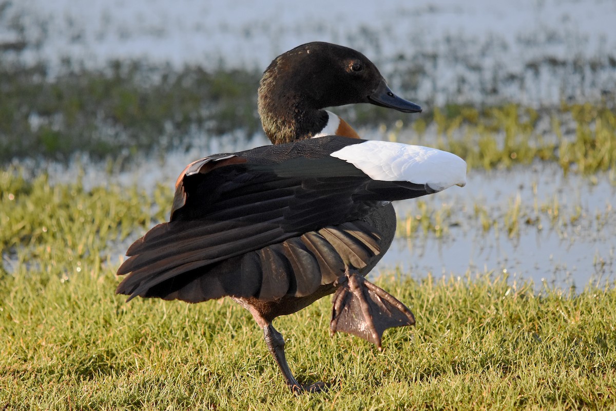 Australian Shelduck - ML29698841