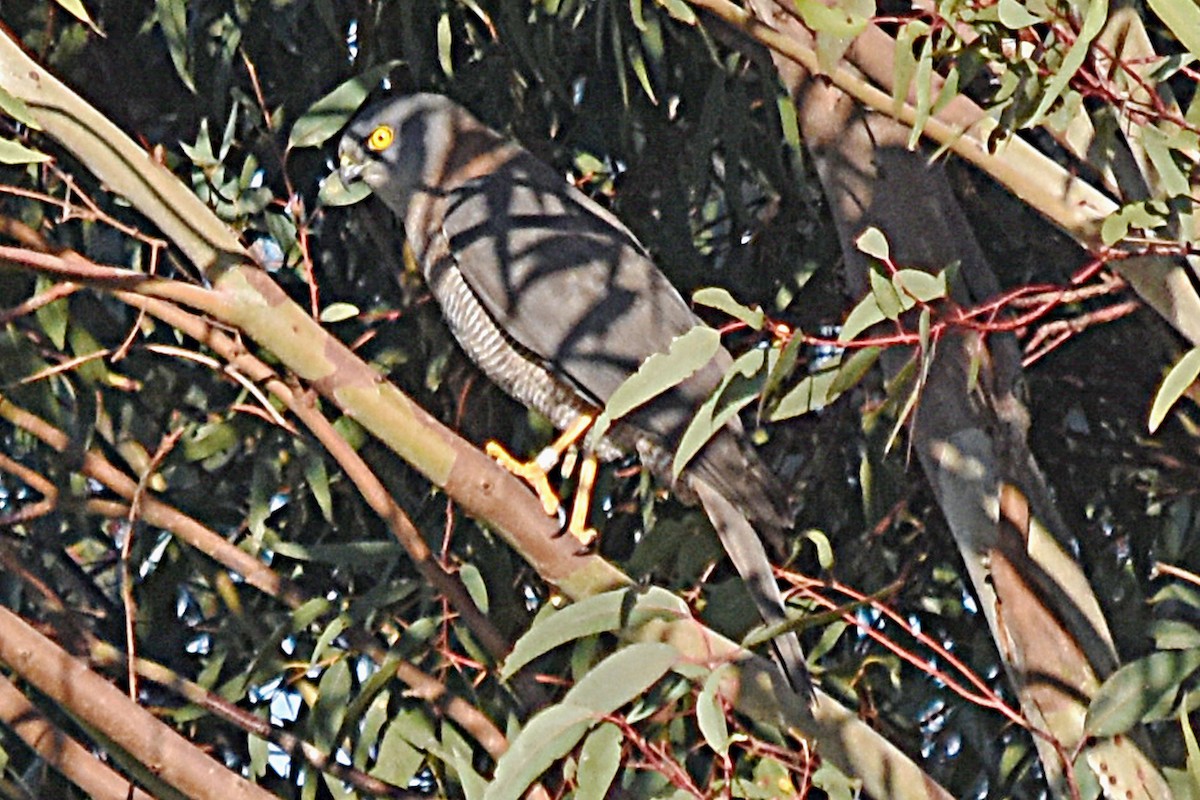 Brown Goshawk - ML29698861